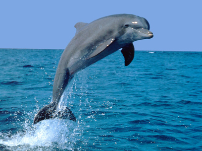dom-delfinov