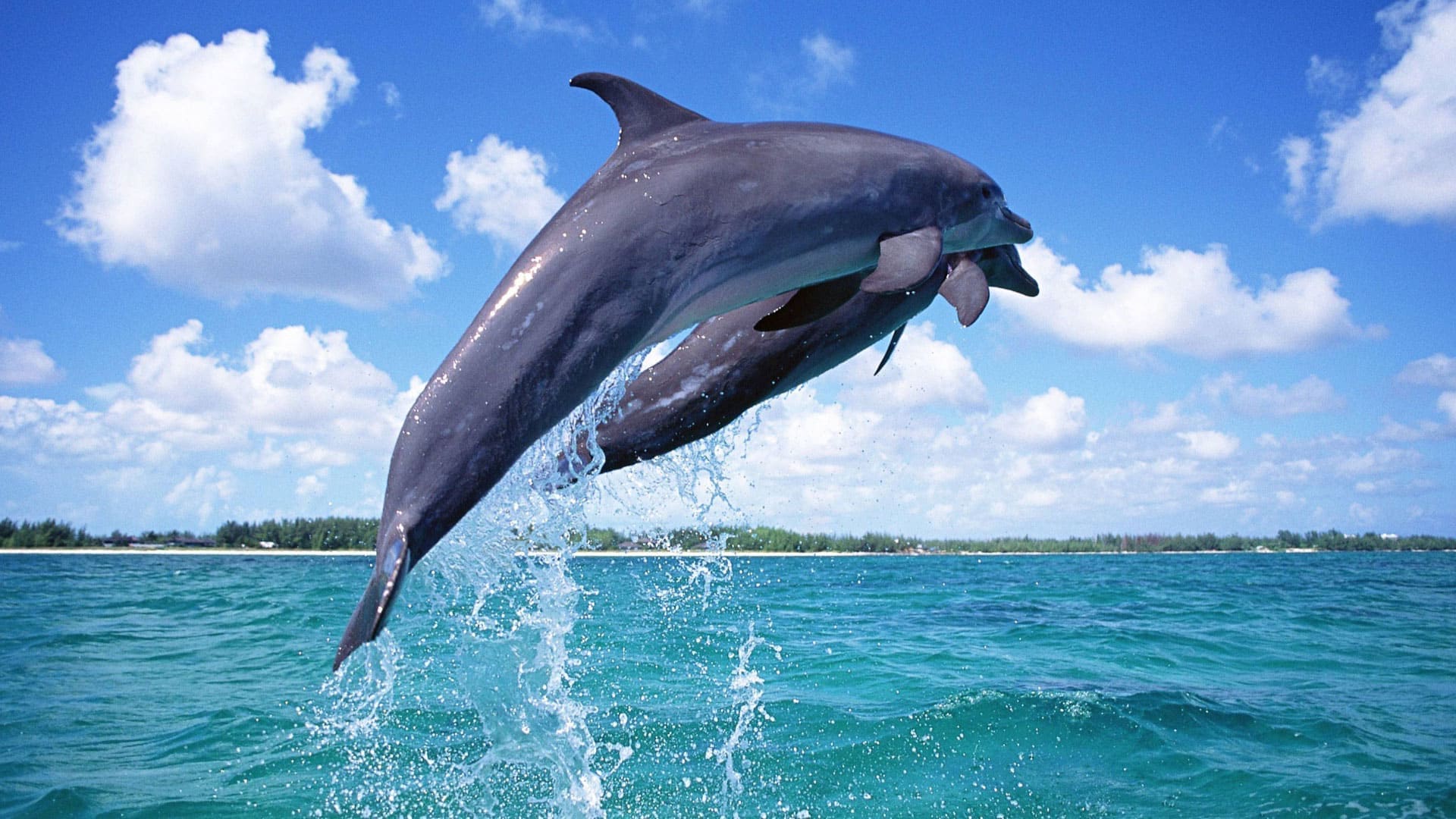 Дом дельфинов